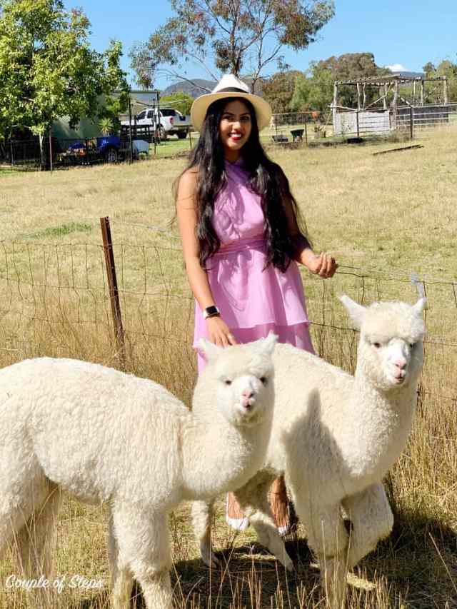 Starline Alpacas, rompió Nueva Gales del Sur