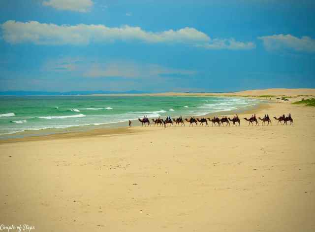 Paseo guiado en camello por las dunas de arena de Stockton