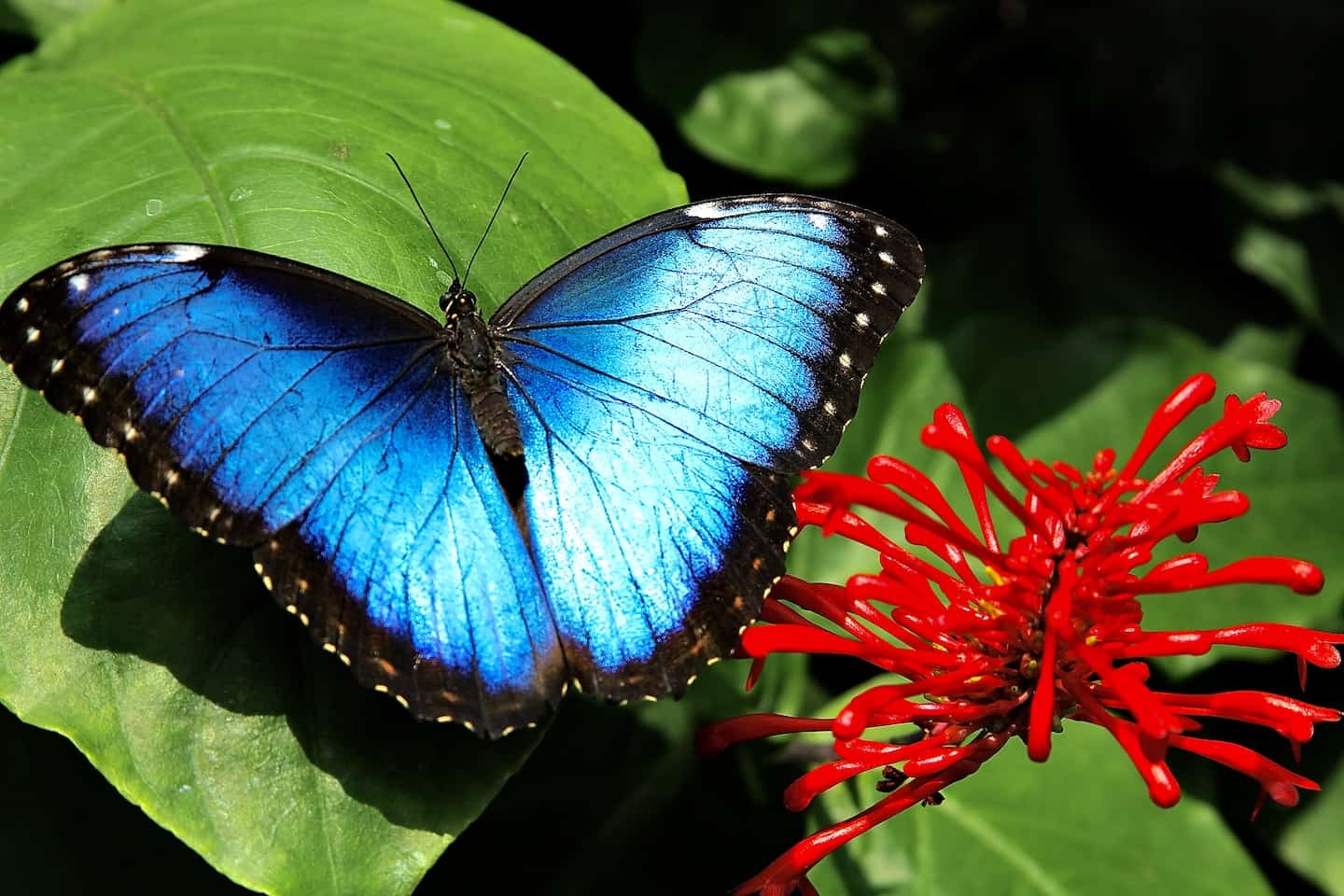 Casa de las Mariposas Coffs Harbour 