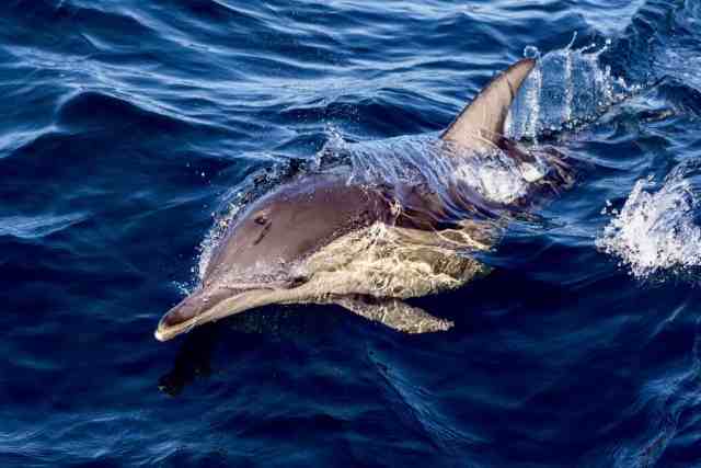 Mira a los juguetones delfines retozando alrededor de tu bote